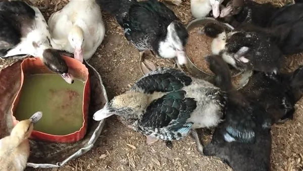 «مائدة المواطن تحت المجهر» تغيرات تكلفة الدواجن يوميًا بأسواق الغربية