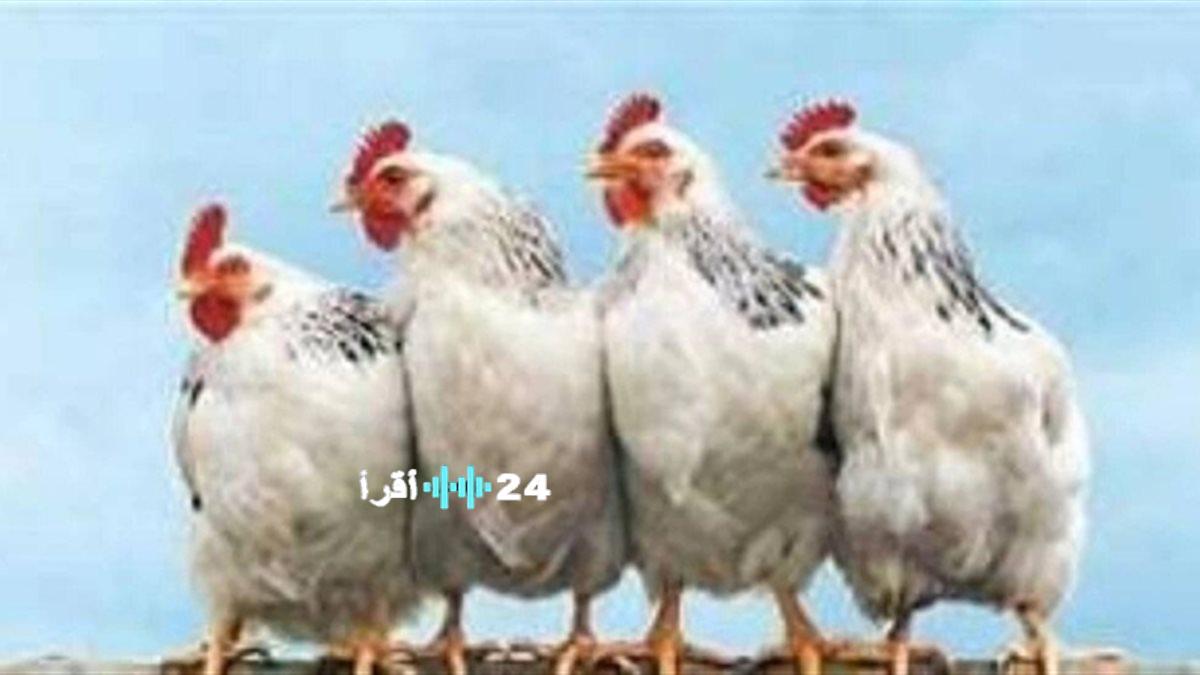 «مرشدك اليومي» نشرة بورصة الدواجن تزيح الستار عن آخر أسعار الفراخ السبت 23 يناير 2026