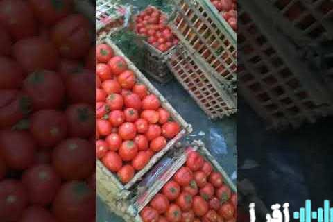 وصول البندورة الأردنية وتأثيرها على أسعار السوق المصرية خلال يومين