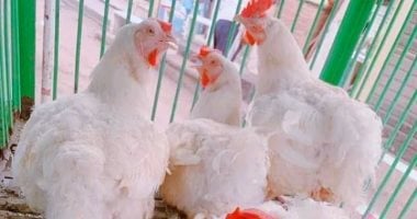 أسعار الدواجن البيضاء والبلدي في أسواق الأقصر اليوم السبت 31 يناير 2026