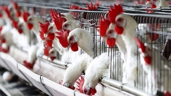 «أسعار الدواجن تشهد ارتفاعًا قبل رمضان مما يثير مفاجآت في الأسواق»