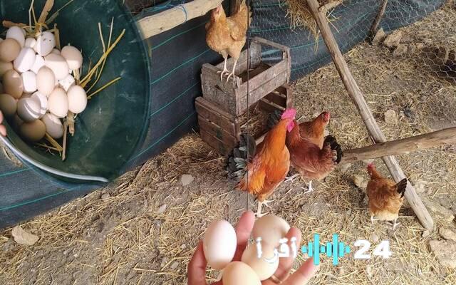 انفراجة في الأسواق المصرية أسعار الدواجن واللحوم تتراجع اليوم الثلاثاء