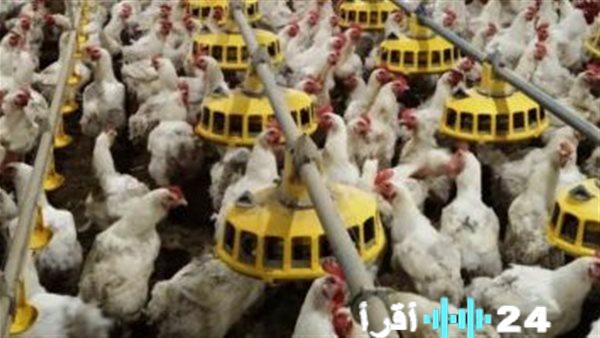 ارتفاع أسعار الدواجن في السوق اليوم الجمعة 30 يناير 2026