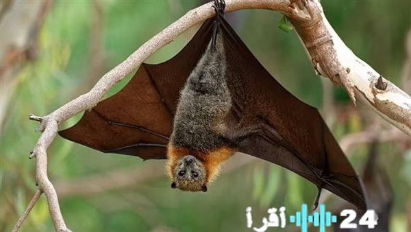 منظمة الصحة العالمية تحذر من فيروس نيباه بعد اكتشاف حالات في الهند