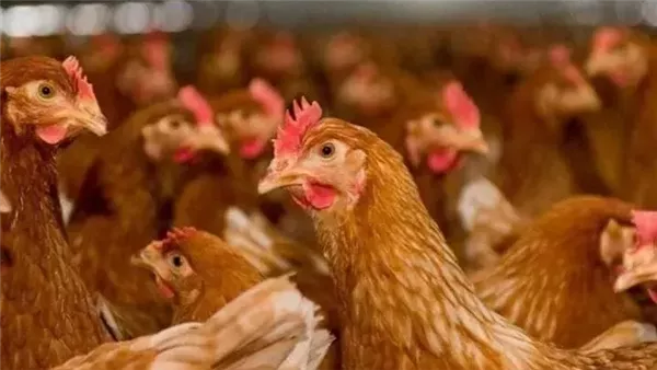 «نبض السوق» الشرقية تشهد ثباتًا بأسعار الدواجن في 31 يناير