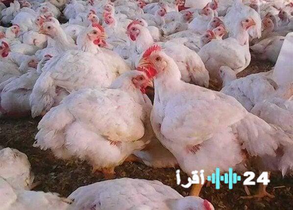 «ماذا يحمل الأسبوع» مسار أسعار الفراخ البيضاء وتوقعات السوق
