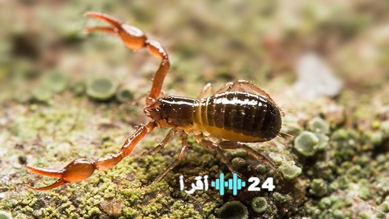 حظوظ برج العقرب اليوم الأحد 11 يناير 2026 تشهد قرارات جريئة وتذبذب في المشاعر