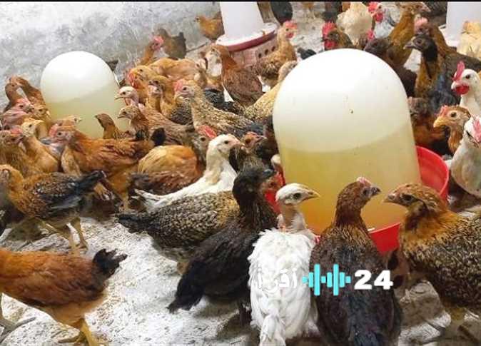 استقرار أسعار الدواجن في الأسواق المحلية مع بداية تعاملات يوم الجمعة 2026
