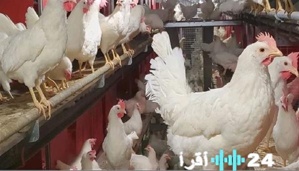 «ارتفاع أسعار الفراخ البيضاء في بورصة الدواجن وأسواق مصر اليوم الخميس 1 يناير 2026»