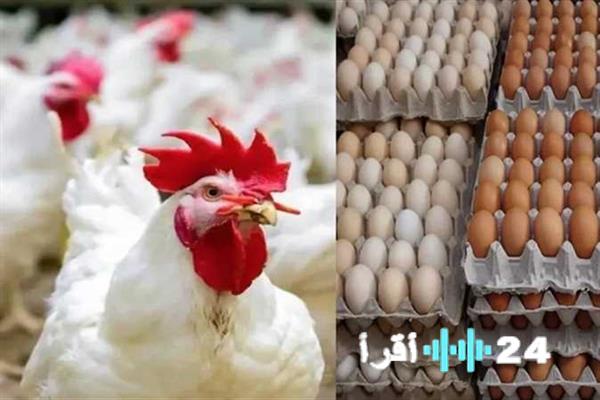 «تحسن ملحوظ في أسعار الدواجن والبيض اليوم الاثنين 5 يناير 2026 في الأسواق المصرية»