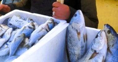 أسعار الأسماك في أسواق مطروح اليوم الأربعاء 28 يناير 2026 بما في ذلك الوقار بمبلغ 400 جنيه