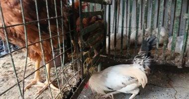 أسعار الدجاج في أسواق مطروح اليوم الإثنين 19 يناير 2026.. الوراك بـ80 جنيها