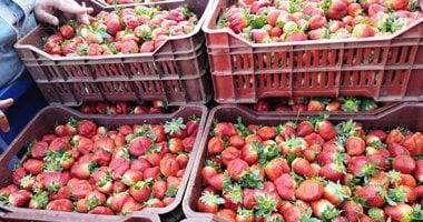 «عودة الفراولة إلى الأسواق» أسعار الفاكهة في القليوبية اليوم الإثنين 19 يناير 2026