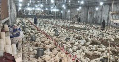 «نبض السوق اليومي»
الوضع الراهن لأسعار اللحوم البيضاء في كفر الشيخ الخميس 29 يناير 2026