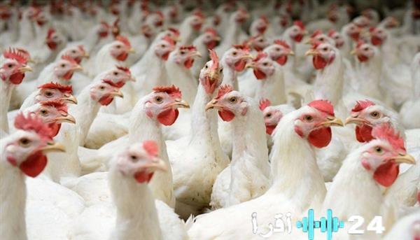 «أسعار الدواجن البيضاء تتصدر الأسواق اليوم السبت 3 يناير 2026»