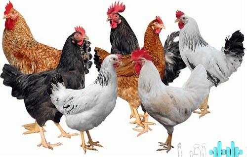 «استكشف أسعار الدواجن اليوم الاثنين 5 يناير 2026 في الأسواق» الوراك بـ 85 جنيها