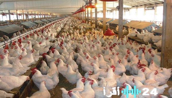 «قبل الشراء» آخر مستجدات أسعار الدواجن البيضاء في المزارع ليوم الأحد 18 يناير 2026 الأجنحة تسجل 68 جنيهًا