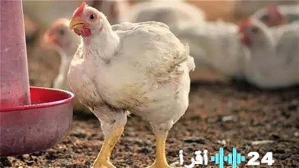 «استقرار أسعار الدواجن خلال رمضان مع تراجع ملحوظ مقارنة بعام 2025»