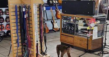 إمساك قرد هارب بعد عبثه بآلات متجر موسيقى أمريكي