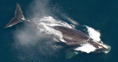 بصيص أمل لأندر الحيتان عالميًا ولادات حديثة تؤجل خطر الانقراض