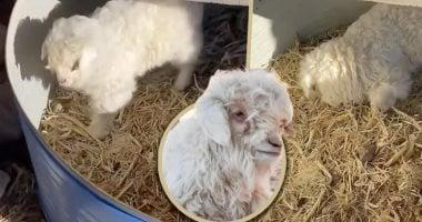 خروف صيني يقدم عرضًا مثيرًا من التظاهر بالموت عند الاقتراب منه ويُلقب بـ دراما كوين