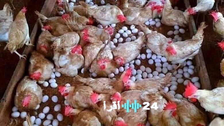 أسعار الفراخ البيضاء في بورصة الدواجن اليوم الثلاثاء 13 يناير 2026