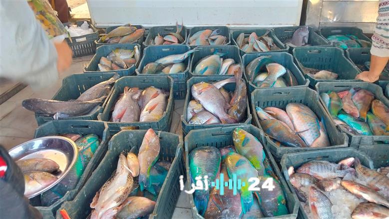 أسعار الأسماك في سوق الغردقة لليوم الأربعاء