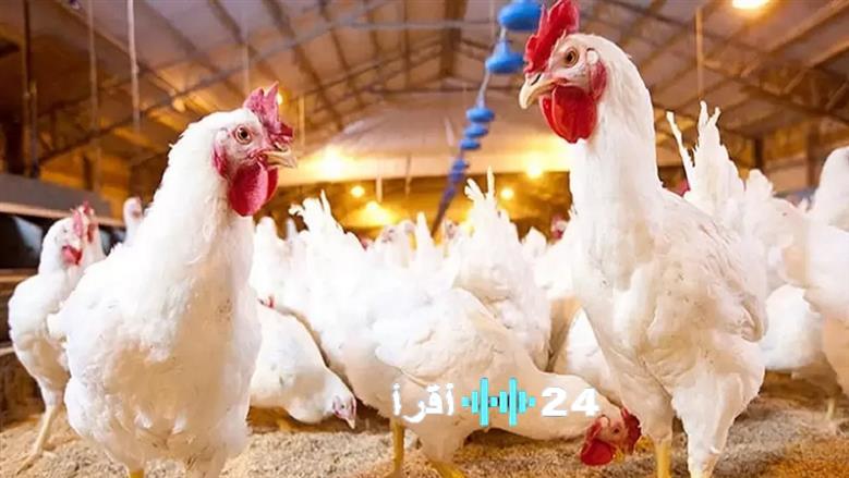 «أسعار الفراخ البيضاء تتصدر بورصة الدواجن اليوم الأحد 4-1-2026»