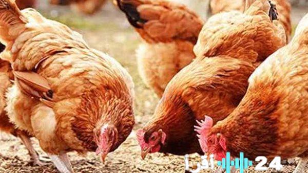 «ترقب حذر بالأسواق» آخر تطورات أسعار الدواجن الطازجة صباح الجمعة السادس عشر من يناير 2026