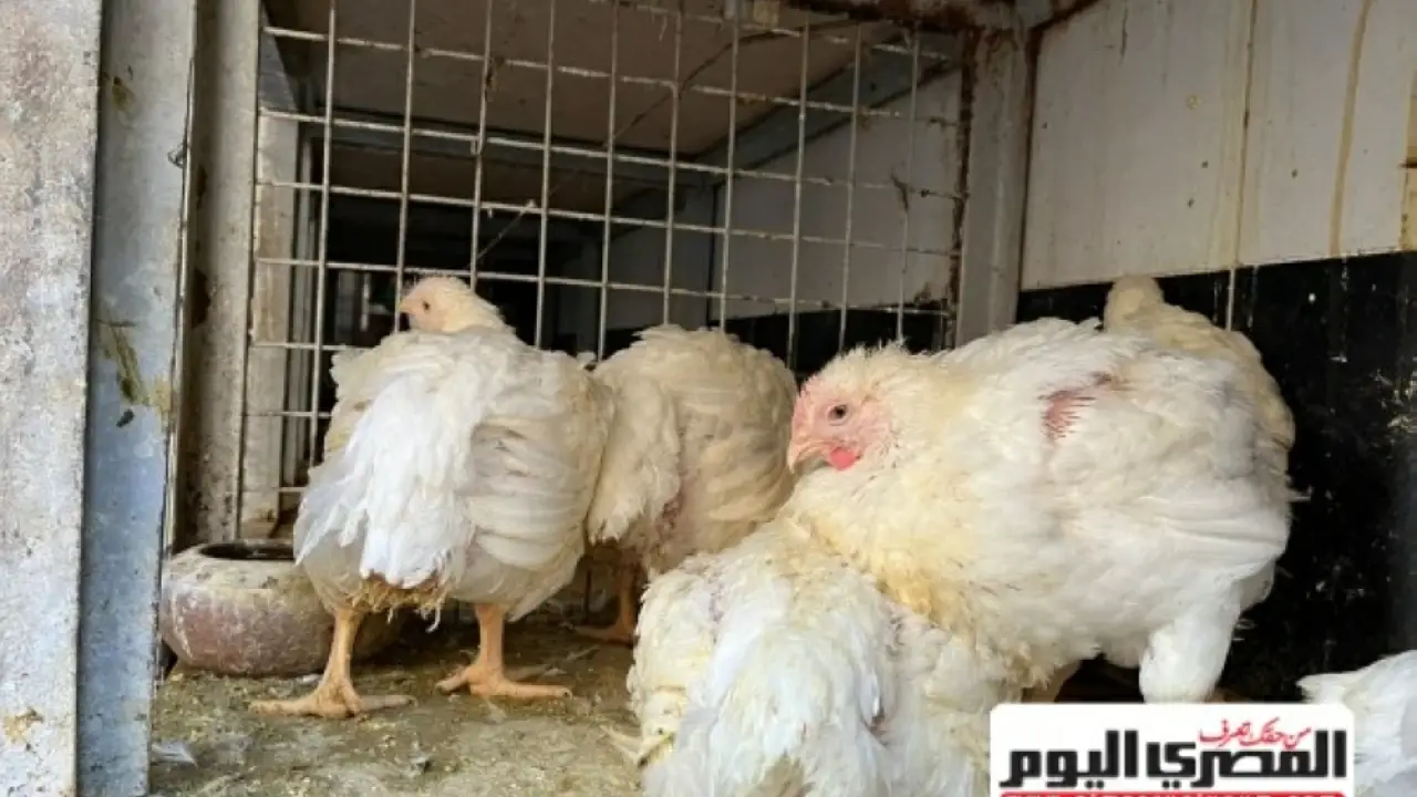 «صدمة السوق» مفاجأة تضرب أسواق الدواجن انخفاض قياسي يخلط أوراق المنتجين والمستهلكين