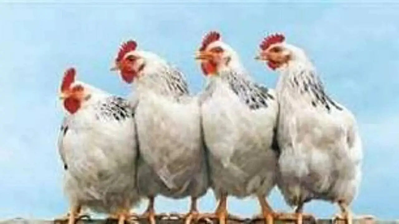 «صدمة ما قبل الإفطار» ارتفاع قياسي يضرب أسعار الدواجن ويثقل كاهل الأسر قبيل الشهر الفضيل