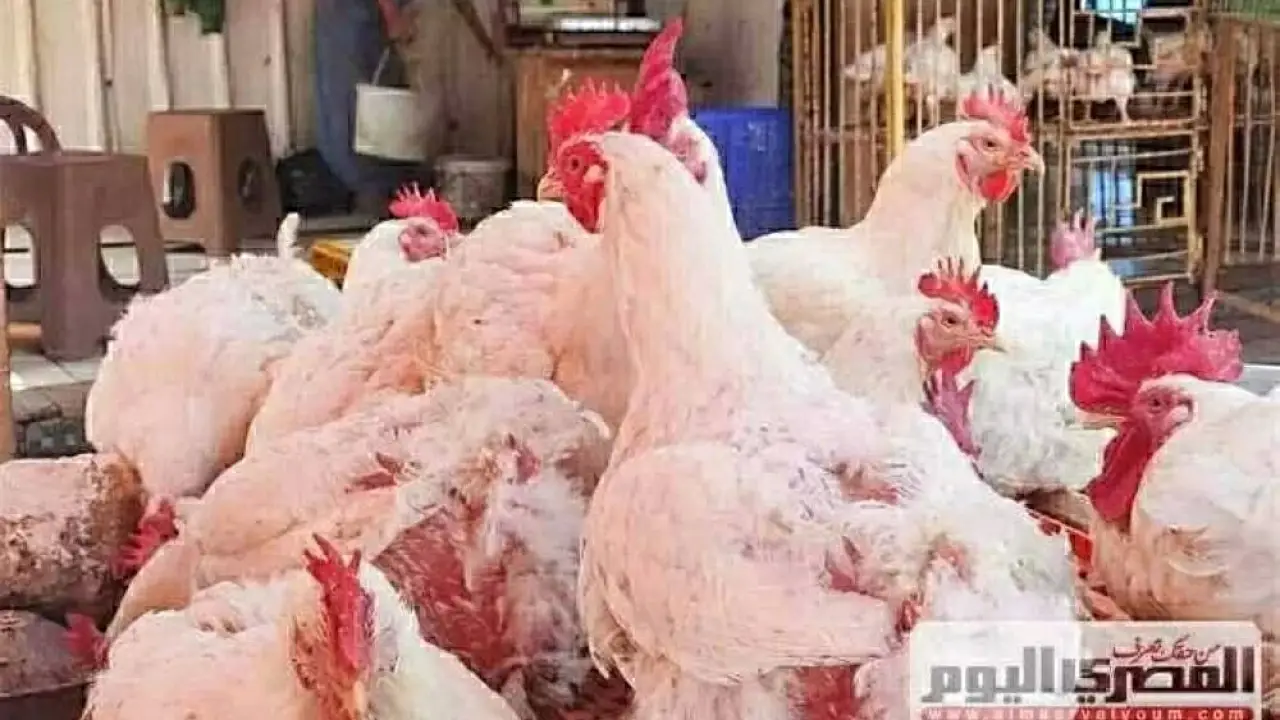 «انعكاسات مفاجئة» صدمة تضرب مربي الدواجن بتراجع قياسي لأسعار الكيلو في تعاملات الأحد