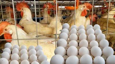 «ارتفاع أسعار الدواجن بنسبة 16% يكشف الأسباب وراء ذلك»