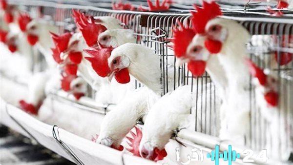 «ملف اليوم» آخر المستجدات في أسواق الدواجن والبيض الأربعاء 28 يناير 2026