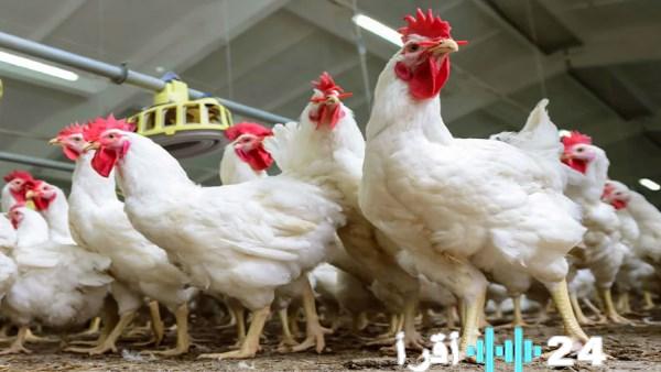 «قبل الشهر الكريم» سوق الدواجن يشهد هدوءًا حذرًا بختام يناير 2026