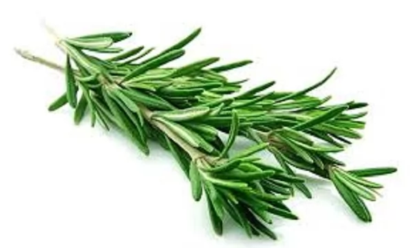 «مستقبل العلاجات الداعمة» باحثون يكشفون: إكليل الجبل يحمل مفتاحًا محتملاً لحماية الدماغ من تأثيرات العلاج الكيميائي