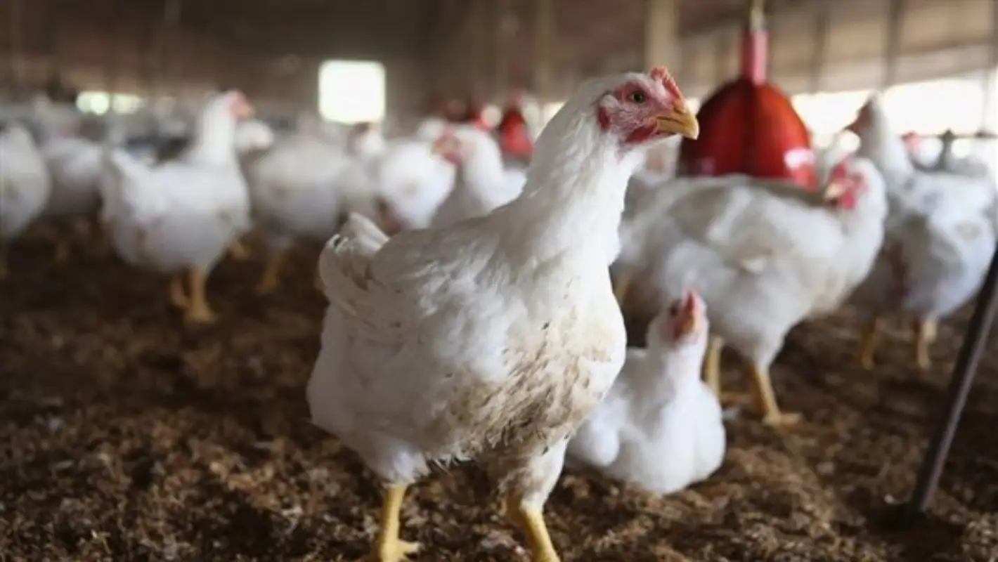 «نبض الأسواق» أسعار الدواجن الاثنين 12 يناير تكشف عن أحدث المتغيرات في بورصة الدواجن