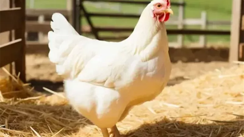 ارتفاع أسعار الفراخ والدواجن اليوم الجمعة 23 يناير 2026 في بورصة الدواجن المصرية