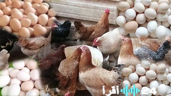 «عين على السوق» مستجدات قطاع الدواجن وأثرها على المستهلك