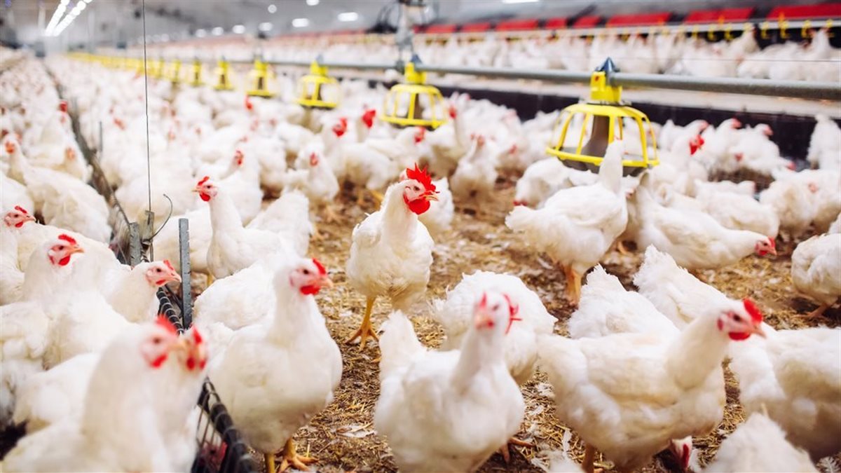 «مؤشرات المساء الجديدة» حصاد أسعار الدواجن البيضاء من البورصة في ختام تعاملات السبت 10 يناير 2026