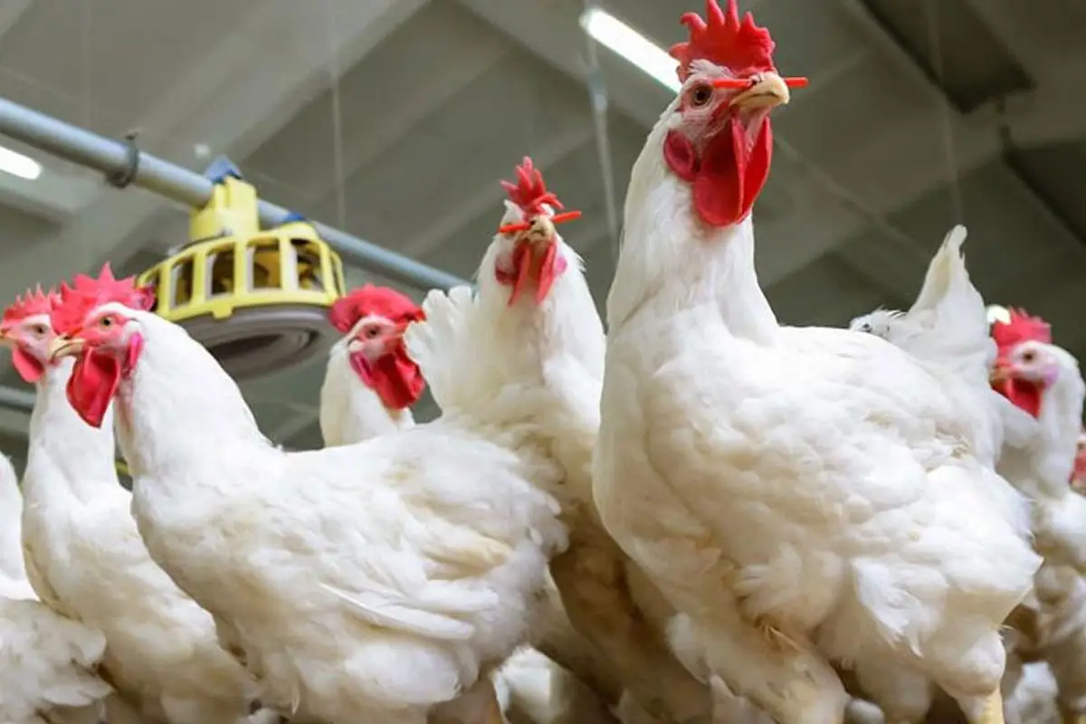 ارتفاع أسعار الدواجن نتيجة الظروف الموسمية رغم توفر المعروض في الأسواق
