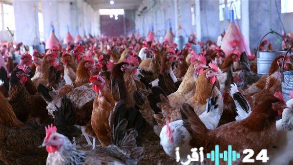 «نبض الاقتصاد في طبقك» الدواجن تكشف أرقامها في بورصة الجمعة 30 يناير 2026