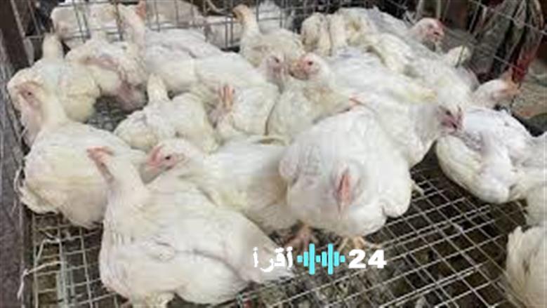 إجراءات لضمان الامتثال لشروط ترخيص مزارع الدواجن ومعامل التفريخ الجديدة