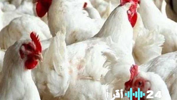 «رصد اقتصادي» الدواجن البيضاء تحافظ على مستوياتها السعرية دون تغيير يذكر في أسواق كفر الشيخ بختام الجمعة