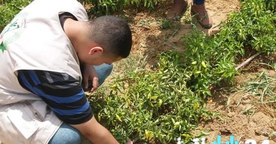 وكالة الرأي الفلسطينية – زراعة غزة تتابع مزارعي الإنتاج الزراعي ومربي الحيوان