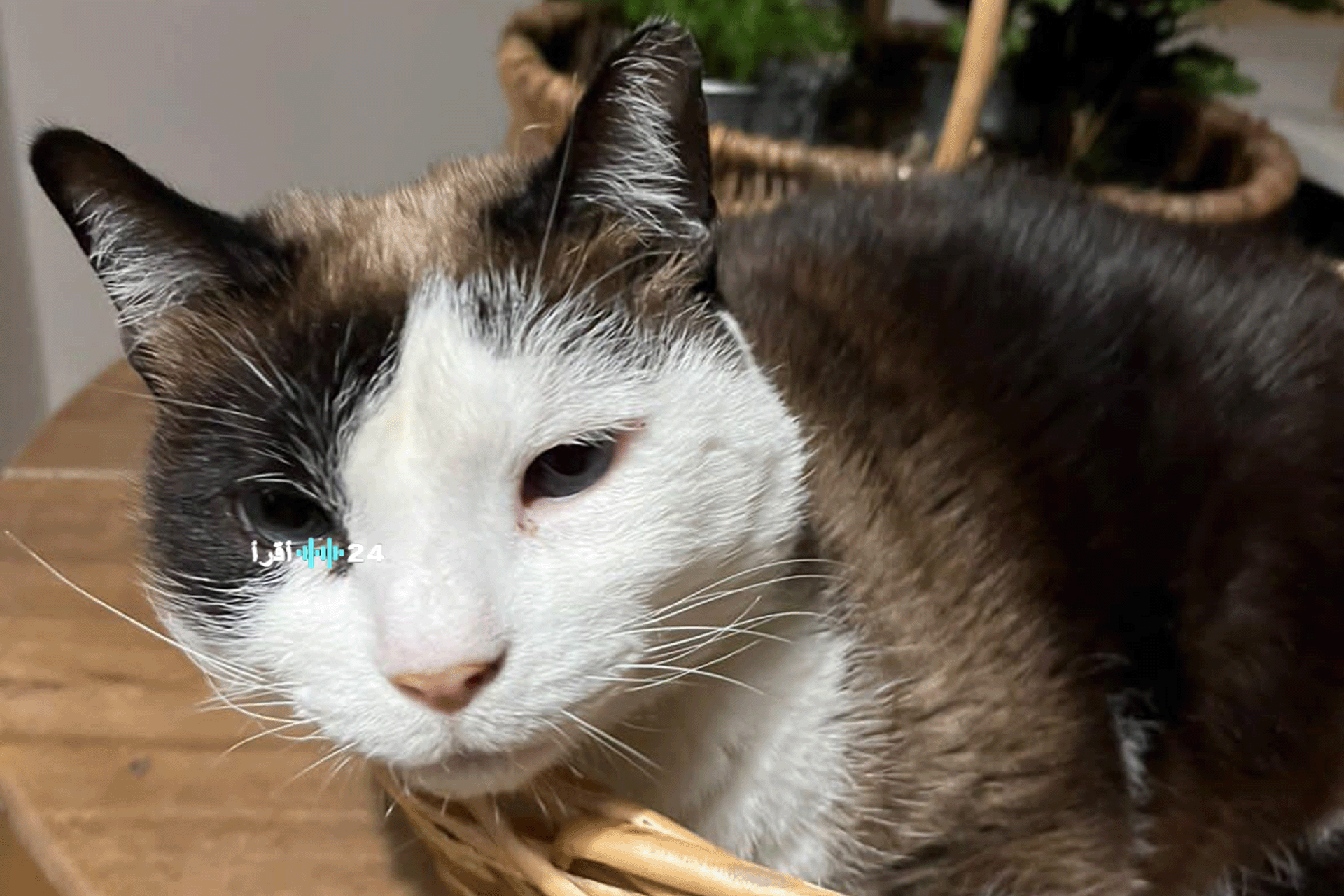 القط “نيمبوس” يهز التوقعات يتنبأ بفوز مصر على السنغال في نصف نهائي كأس أفريقيا