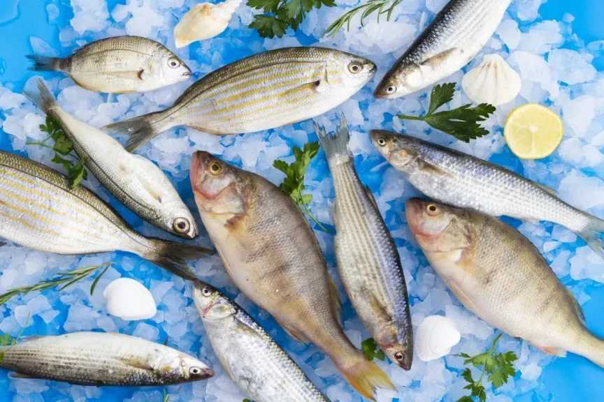 تفاصيل مفاجئة عن أسعار الأسماك والجمبري في سوق العبور اليوم مع قائمة شاملة بالأنواع المتاحة