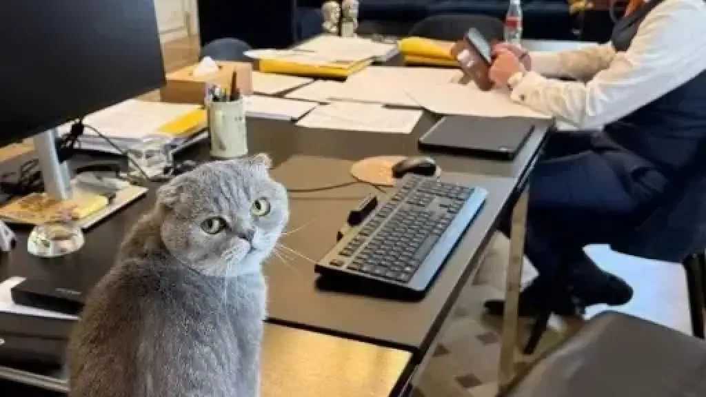 قط رئيس وزراء بلجيكا يخطف الأضواء على السوشيال ميديا بعد “لاري البريطاني”