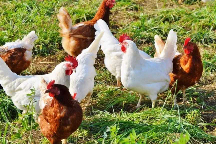 تحديث أسعار الدواجن اليوم في السوق المصري يشمل الفراخ البيضاء والبلدي