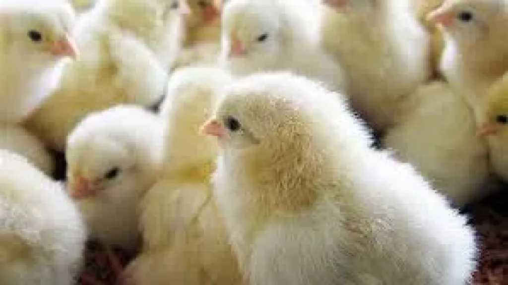 أسعار الكتاكيت في بورصة الدواجن والمزارع اليوم الأربعاء 7 يناير 2026 تشهد تفاوتًا ملحوظًا